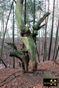 Findling 5 bei Haselberg nahe Wierzen in der Märkischen Schweiz, Brandenburg, (D) (12) 24. Januar 2016.JPG